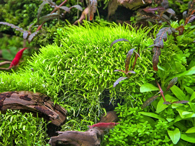 Grasblättriger Wasserschlauch - Utricularia graminifolia in vitro